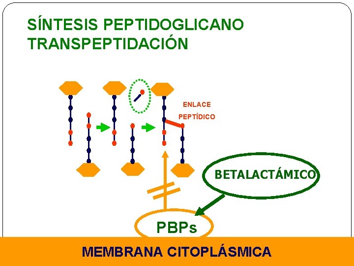 SÍNTESIS PEPTIDOGLICANO TRANSPEPTIDACIÓN ENLACE PEPTÍDICO BETALACTÁMICO PBPs MEMBRANA CITOPLÁSMICA 