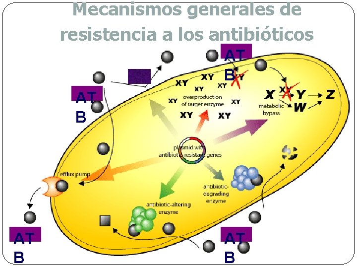 Mecanismos generales de resistencia a los antibióticos AT B 