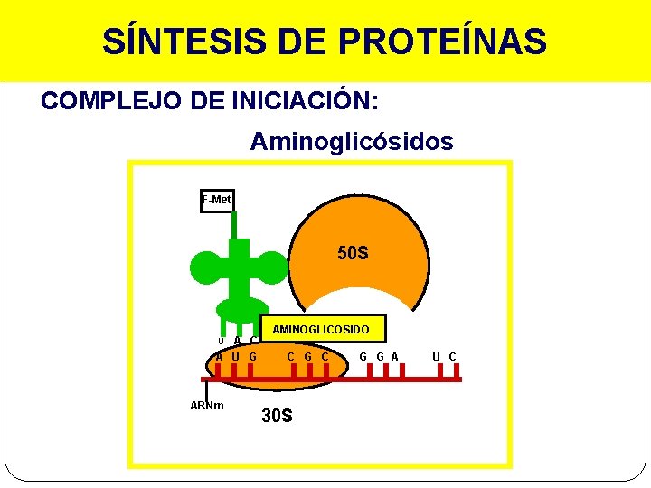 SÍNTESIS DE PROTEÍNAS COMPLEJO DE INICIACIÓN: Aminoglicósidos F-Met 50 S A C A U
