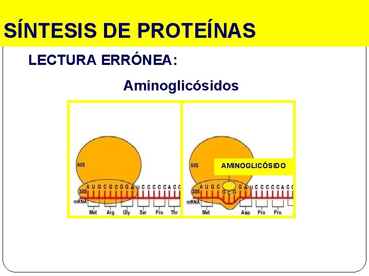 SÍNTESIS DE PROTEÍNAS LECTURA ERRÓNEA: Aminoglicósidos AMINOGLICÓSIDO 