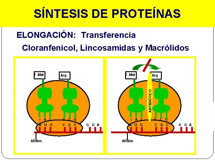 SÍNTESIS DE PROTEÍNAS ELONGACIÓN: Transferencia Cloranfenicol, Lincosamidas y Macrólidos F-Met Arg ANTIBIÓTICO F-Met A