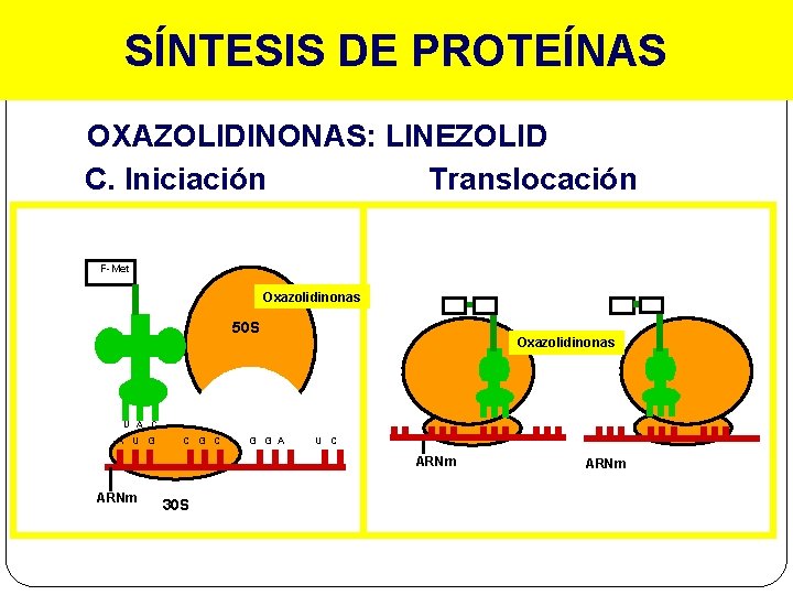 SÍNTESIS DE PROTEÍNAS OXAZOLIDINONAS: LINEZOLID C. Iniciación Translocación F-Met Oxazolidinonas 50 S Oxazolidinonas U
