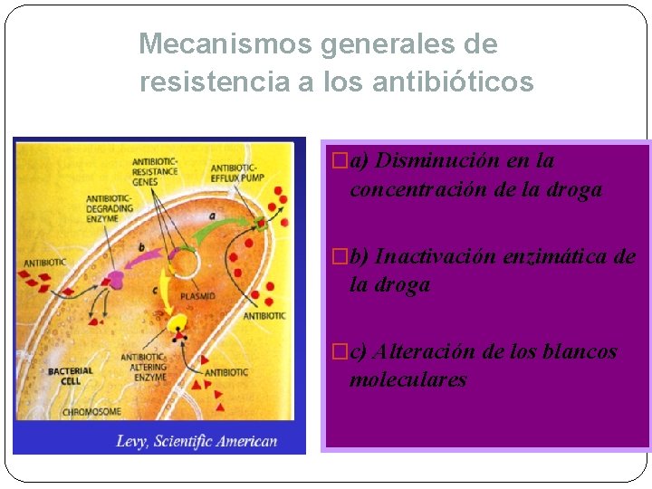 Mecanismos generales de resistencia a los antibióticos �a) Disminución en la concentración de la