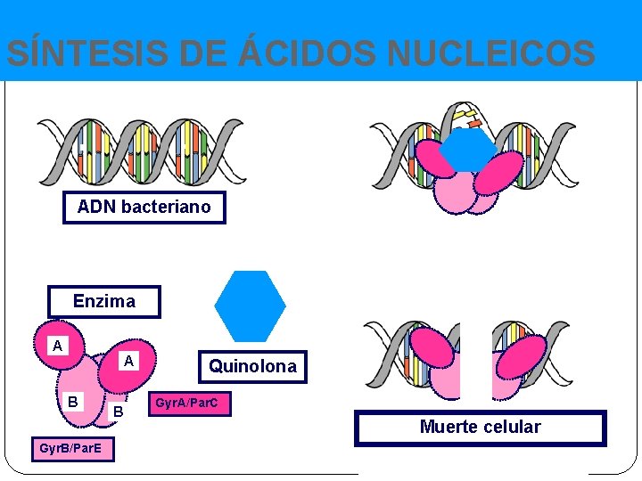 SÍNTESIS DE ÁCIDOS NUCLEICOS ADN bacteriano Enzima A A B Gyr. B/Par. E B