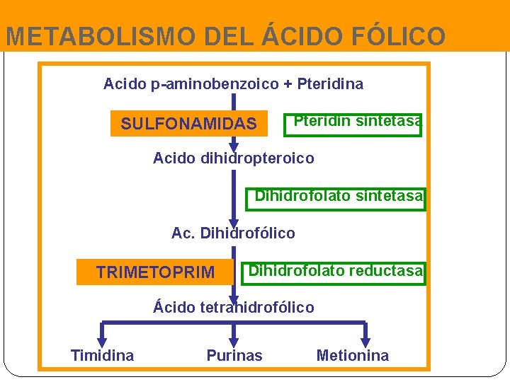 METABOLISMO DEL ÁCIDO FÓLICO Acido p-aminobenzoico + Pteridina SULFONAMIDAS Pteridin sintetasa Acido dihidropteroico Dihidrofolato