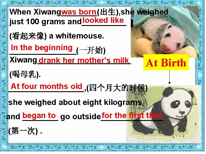 When Xiwang____(出生), she weighed was born looked like just 100 grams and_____ (看起来像) a