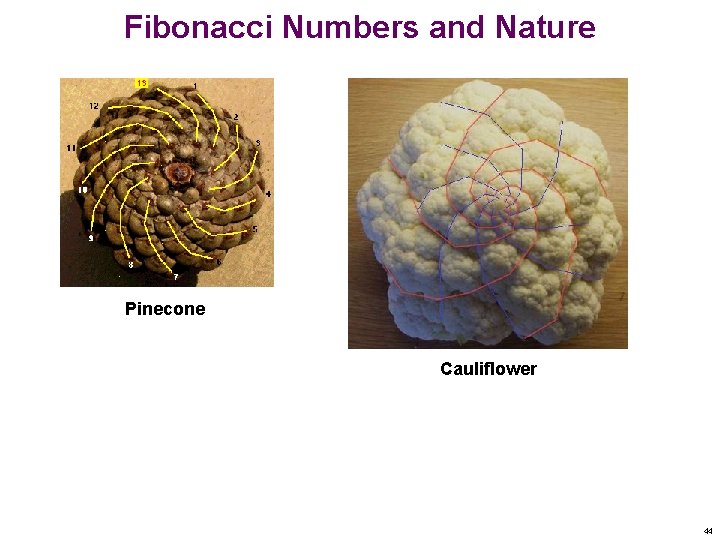 Fibonacci Numbers and Nature Pinecone Cauliflower 44 
