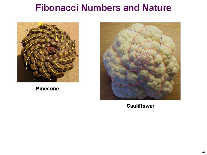 Fibonacci Numbers and Nature Pinecone Cauliflower 44 Fibonacci Numbers and Nature Pinecone Cauliflower 44