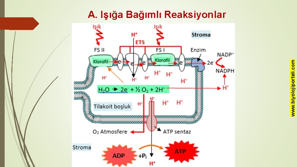 www. biyolojiportali. com A. Işığa Bağımlı Reaksiyonlar 