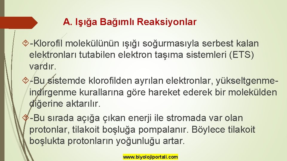 A. Işığa Bağımlı Reaksiyonlar -Klorofil molekülünün ışığı soğurmasıyla serbest kalan elektronları tutabilen elektron taşıma