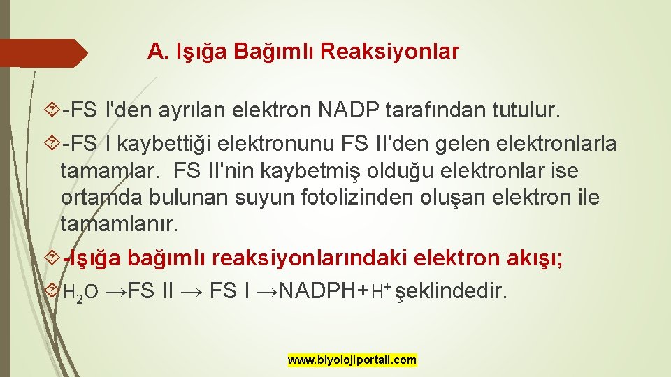 A. Işığa Bağımlı Reaksiyonlar -FS I'den ayrılan elektron NADP tarafından tutulur. -FS I kaybettiği