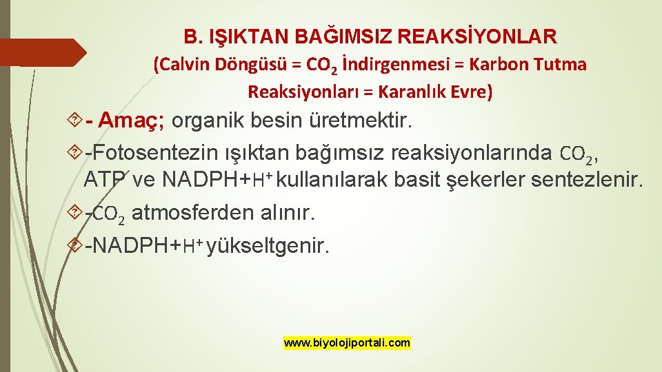 B. IŞIKTAN BAĞIMSIZ REAKSİYONLAR (Calvin Döngüsü = CO 2 İndirgenmesi = Karbon Tutma Reaksiyonları