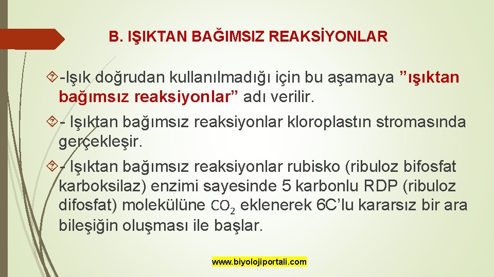 B. IŞIKTAN BAĞIMSIZ REAKSİYONLAR -Işık doğrudan kullanılmadığı için bu aşamaya ”ışıktan bağımsız reaksiyonlar” adı