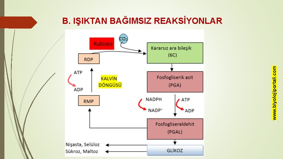 www. biyolojiportali. com B. IŞIKTAN BAĞIMSIZ REAKSİYONLAR 