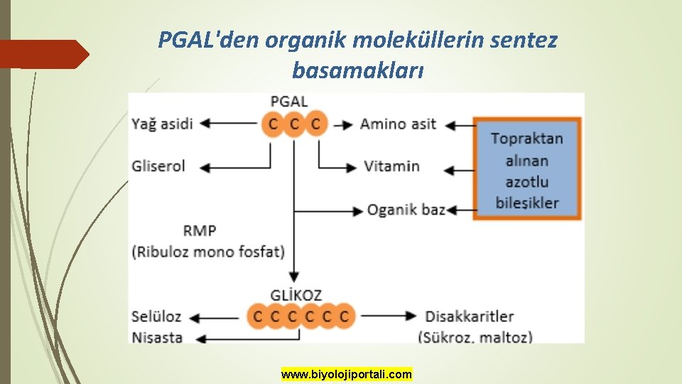 PGAL'den organik moleküllerin sentez basamakları www. biyolojiportali. com 