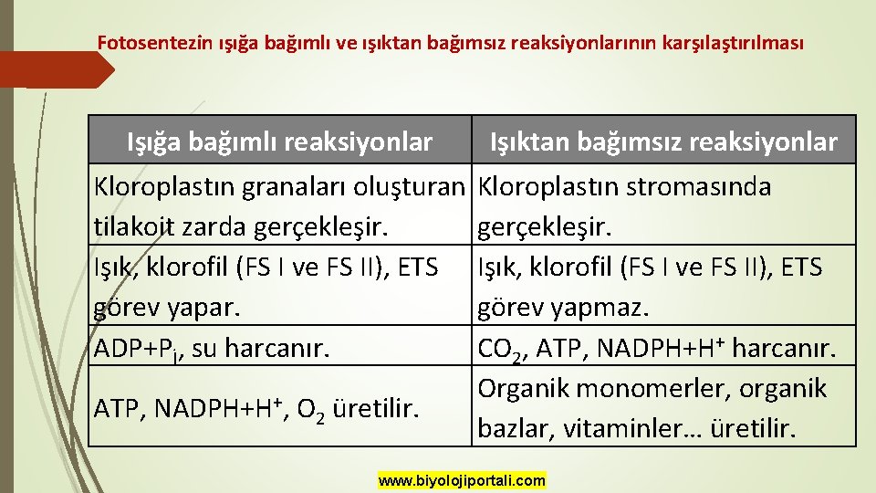 Fotosentezin ışığa bağımlı ve ışıktan bağımsız reaksiyonlarının karşılaştırılması Işığa bağımlı reaksiyonlar Işıktan bağımsız reaksiyonlar