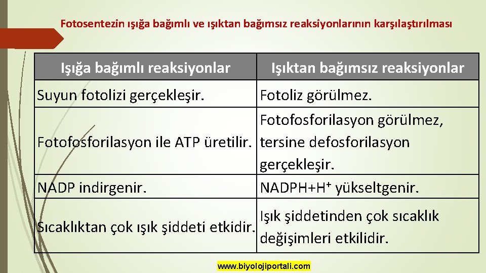 Fotosentezin ışığa bağımlı ve ışıktan bağımsız reaksiyonlarının karşılaştırılması Işığa bağımlı reaksiyonlar Suyun fotolizi gerçekleşir.