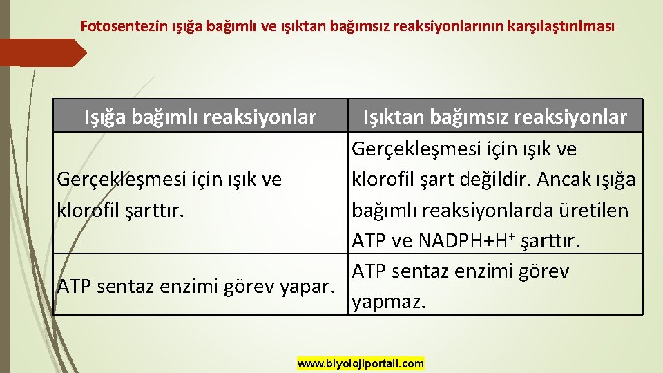 Fotosentezin ışığa bağımlı ve ışıktan bağımsız reaksiyonlarının karşılaştırılması Işığa bağımlı reaksiyonlar Işıktan bağımsız reaksiyonlar