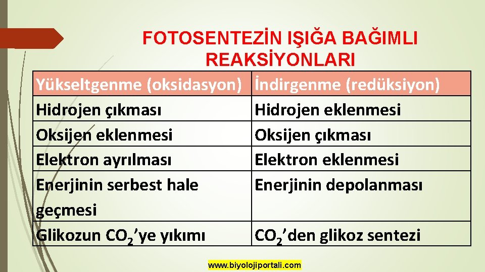 FOTOSENTEZİN IŞIĞA BAĞIMLI REAKSİYONLARI Yükseltgenme (oksidasyon) İndirgenme (redüksiyon) Hidrojen çıkması Hidrojen eklenmesi Oksijen çıkması