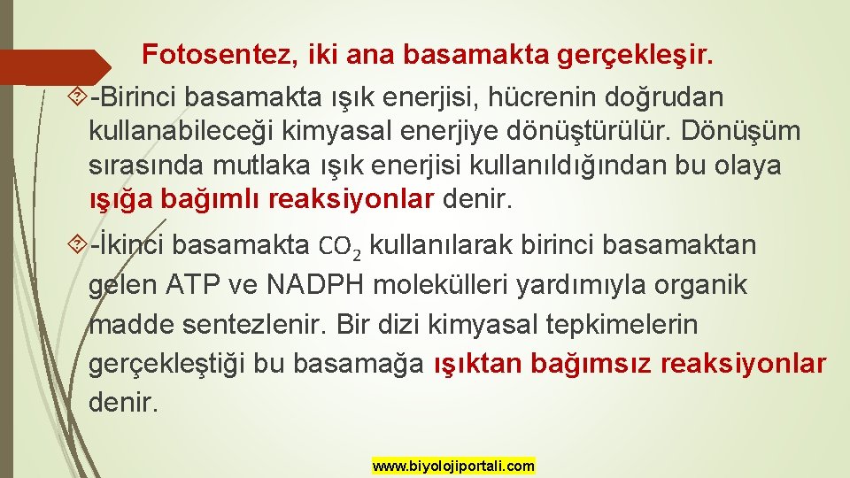 Fotosentez, iki ana basamakta gerçekleşir. -Birinci basamakta ışık enerjisi, hücrenin doğrudan kullanabileceği kimyasal enerjiye