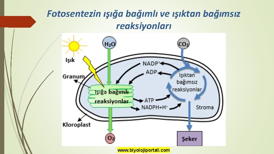 Fotosentezin ışığa bağımlı ve ışıktan bağımsız reaksiyonları www. biyolojiportali. com 