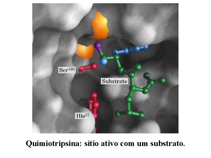 Quimiotripsina: sítio ativo com um substrato. 