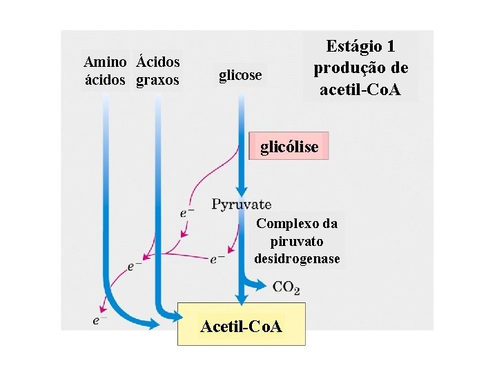 Amino Ácidos ácidos graxos glicose Estágio 1 produção de acetil-Co. A glicólise Complexo da