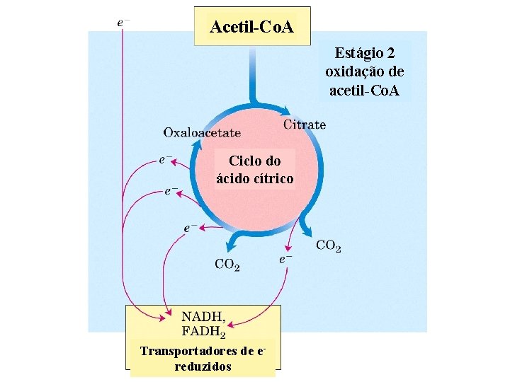 Acetil-Co. A Estágio 2 oxidação de acetil-Co. A Ciclo do ácido cítrico Transportadores de