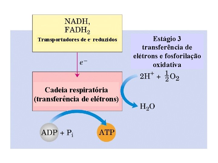 Transportadores de e- reduzidos Cadeia respiratória (transferência de elétrons) Estágio 3 transferência de elétrons
