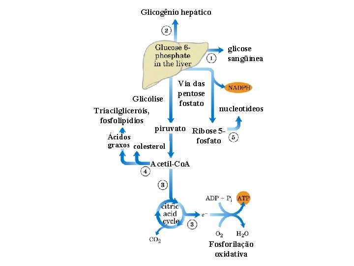 Glicogênio hepático glicose sangüínea Via das pentose fostato Glicólise nucleotídeos Triacilgliceróis, fosfolipídios piruvato Ribose