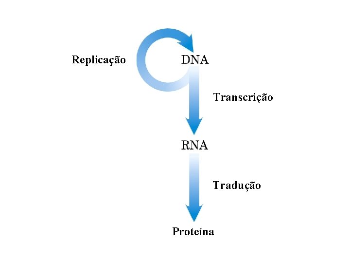 Replicação Transcrição Tradução Proteína 