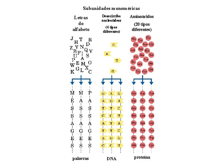 Subunidades monoméricas Letras do alfabeto Desoxirribo nucleotídeos palavras DNA (4 tipos diferentes) Aminoácidos (20