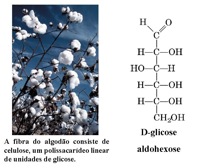 A fibra do algodão consiste de celulose, um polissacarídeo linear de unidades de glicose.