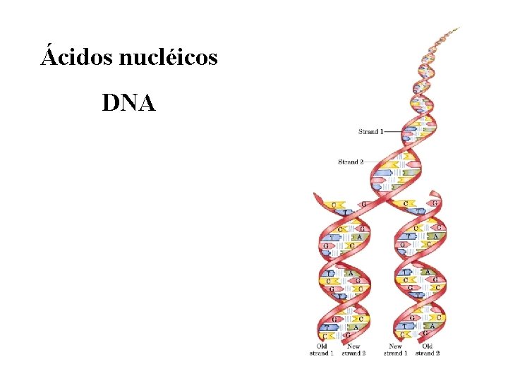Ácidos nucléicos DNA 