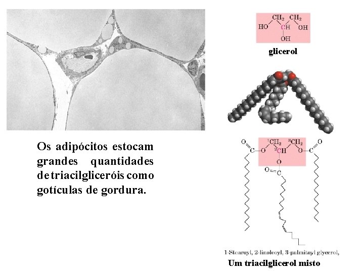 glicerol Os adipócitos estocam grandes quantidades de triacilgliceróis como gotículas de gordura. Um triacilglicerol