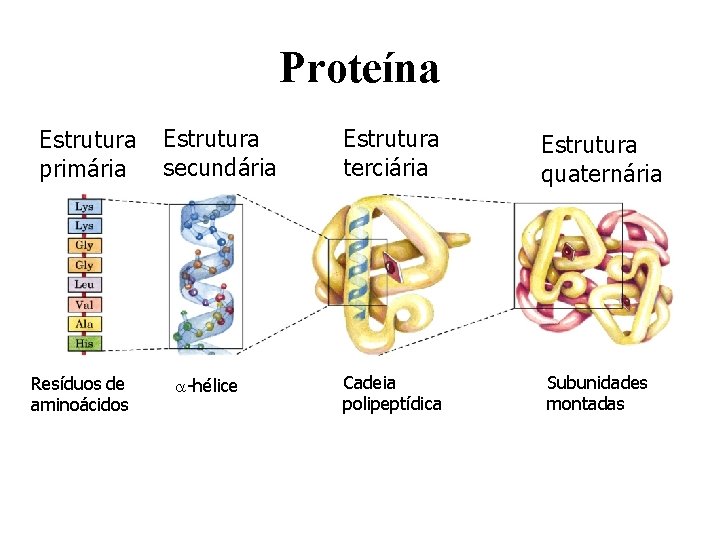 Proteína Estrutura primária Resíduos de aminoácidos Estrutura secundária -hélice Estrutura terciária Estrutura quaternária Cadeia