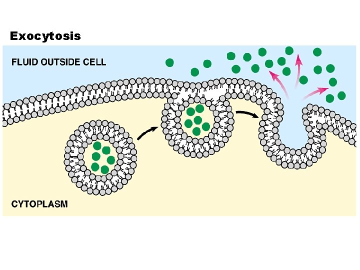 Exocytosis 