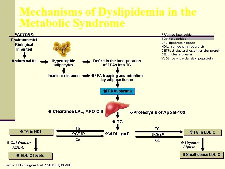 Mechanisms of Dyslipidemia in the Metabolic Syndrome FACTORS: Environmental Biological Inherited Abdominal fat Hypertrophic
