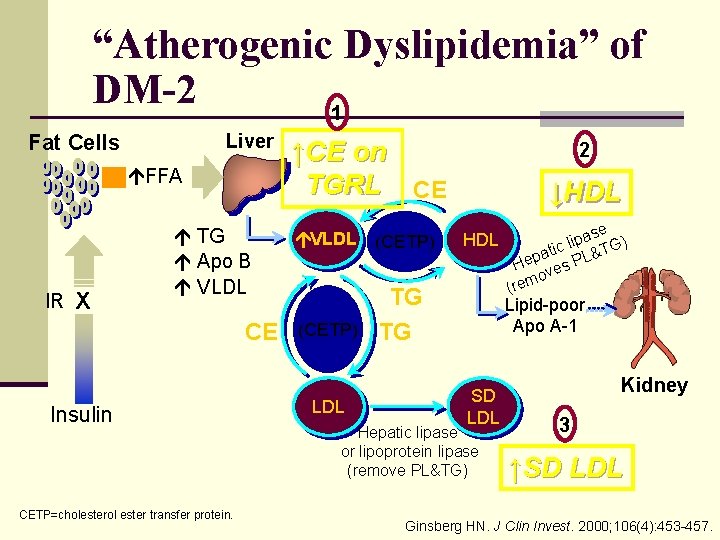 “Atherogenic Dyslipidemia” of DM-2 1 Fat Cells Liver FFA IR X TG Apo B