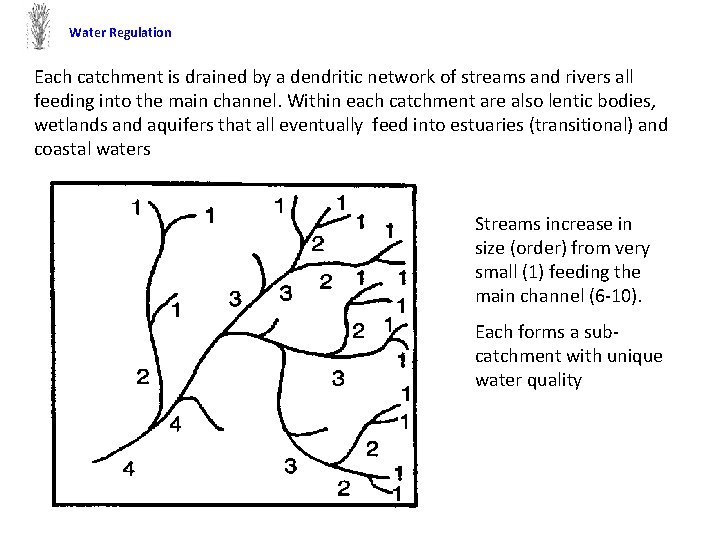 Water Regulation Each catchment is drained by a dendritic network of streams and rivers