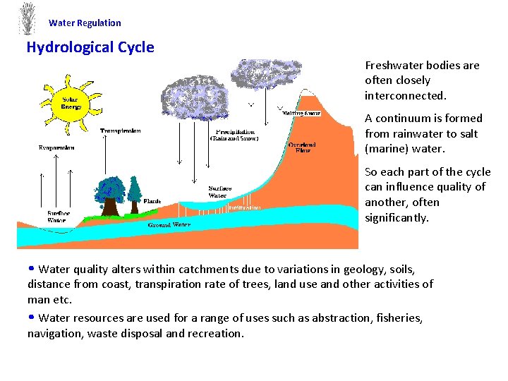 Water Regulation Hydrological Cycle Freshwater bodies are often closely interconnected. A continuum is formed