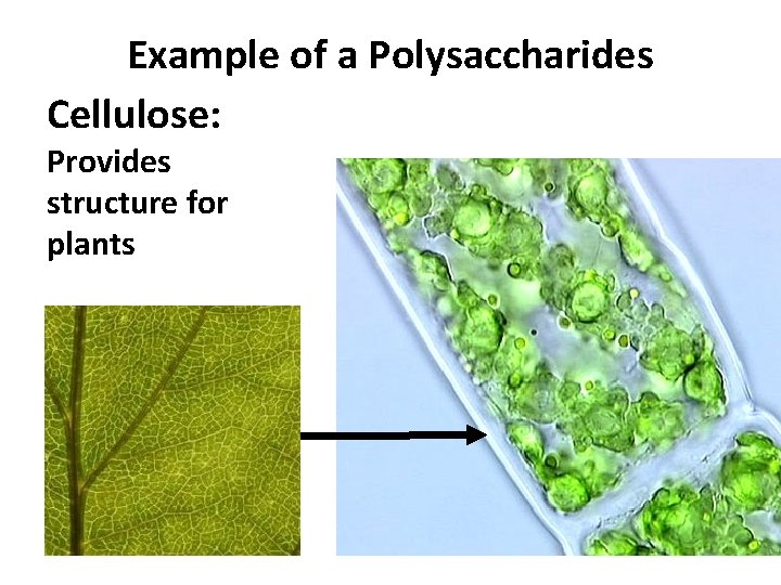 Example of a Polysaccharides Cellulose: Provides structure for plants 