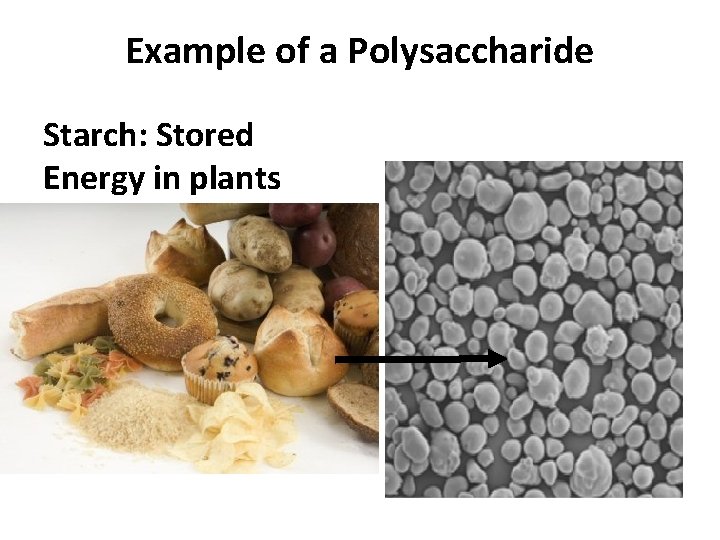 Example of a Polysaccharide Starch: Stored Energy in plants 