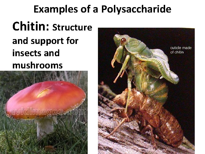 Examples of a Polysaccharide Chitin: Structure and support for insects and mushrooms 