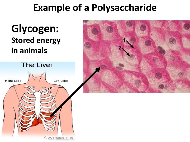 Example of a Polysaccharide Glycogen: Stored energy in animals 