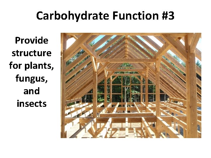 Carbohydrate Function #3 Provide structure for plants, fungus, and insects 