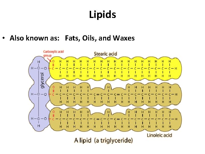 Lipids • Also known as: Fats, Oils, and Waxes 