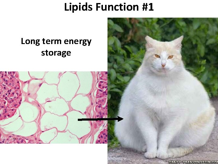 Lipids Function #1 Long term energy storage 