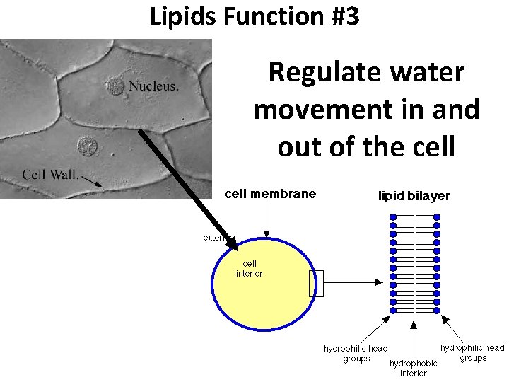 Lipids Function #3 Regulate water movement in and out of the cell 