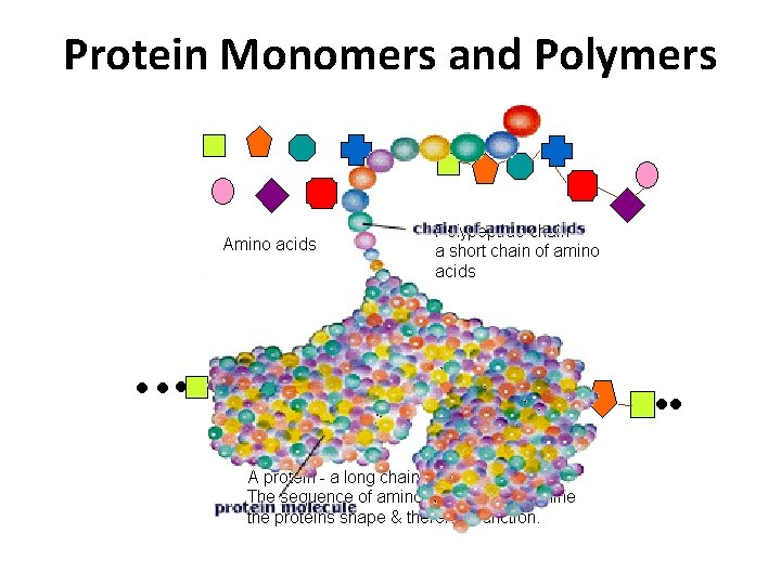 Protein Monomers and Polymers 